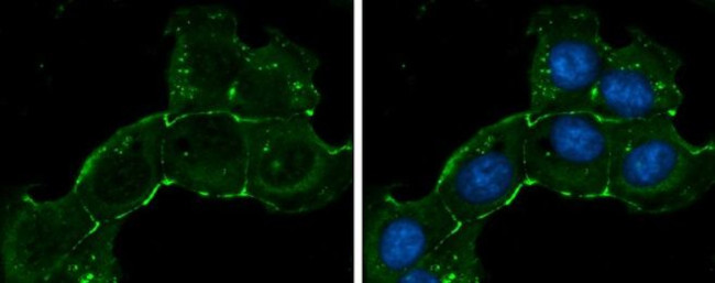 ZO-1 Antibody in Immunocytochemistry (ICC/IF)