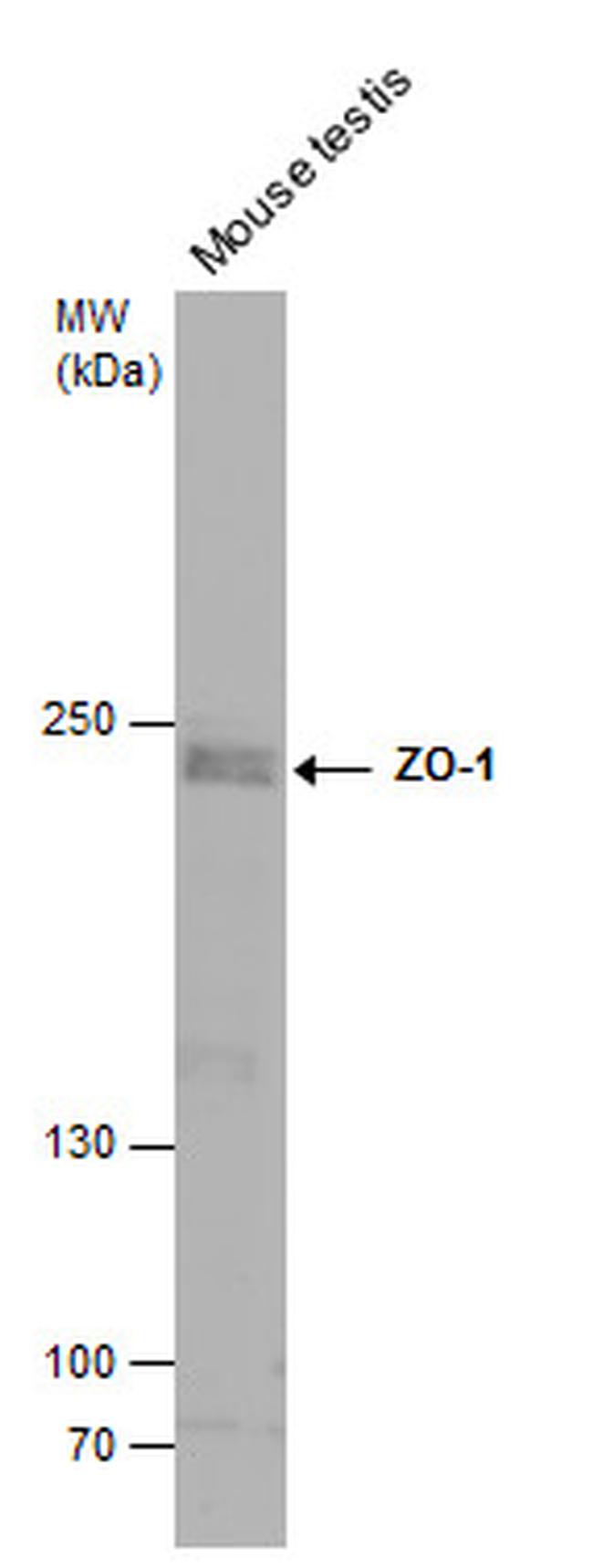 ZO-1 Antibody in Western Blot (WB)