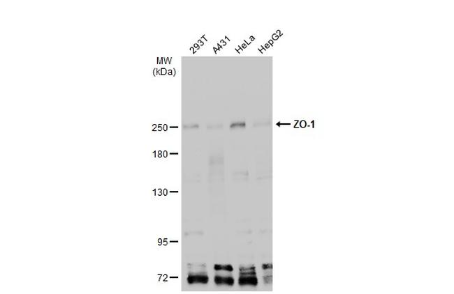 ZO-1 Antibody in Western Blot (WB)