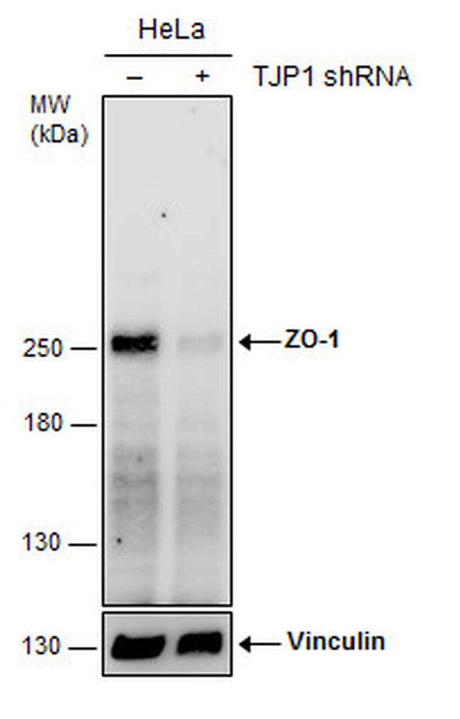 ZO-1 Antibody in Western Blot (WB)