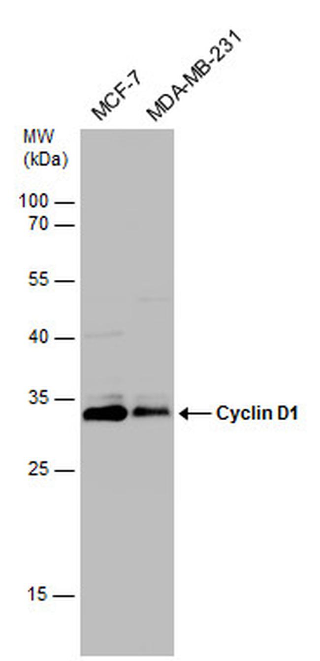 Cyclin D1 Antibody in Western Blot (WB)