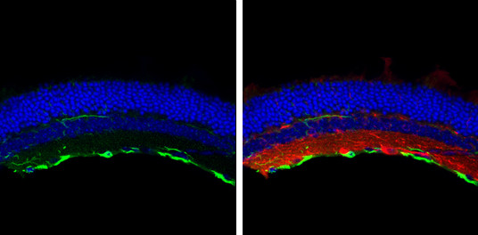 GFAP Antibody in Immunohistochemistry (Frozen) (IHC (F))