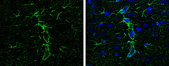 GFAP Antibody in Immunohistochemistry (Paraffin) (IHC (P))