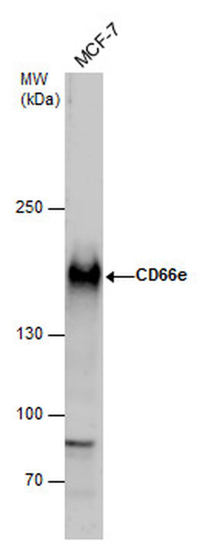 CEA Antibody in Western Blot (WB)
