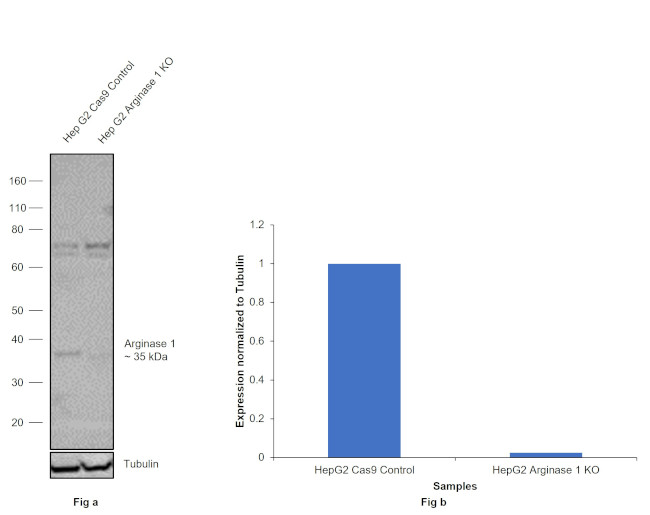 Arginase 1 Antibody