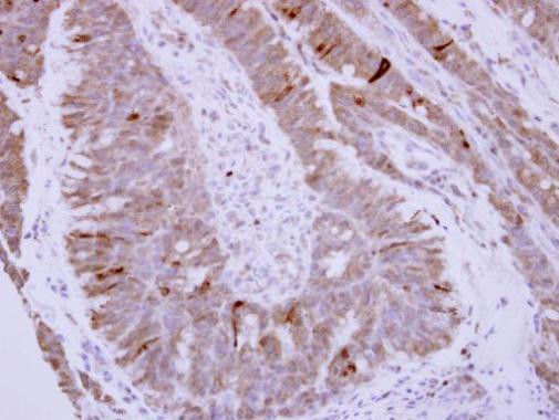 Phospholamban Antibody in Immunohistochemistry (Paraffin) (IHC (P))