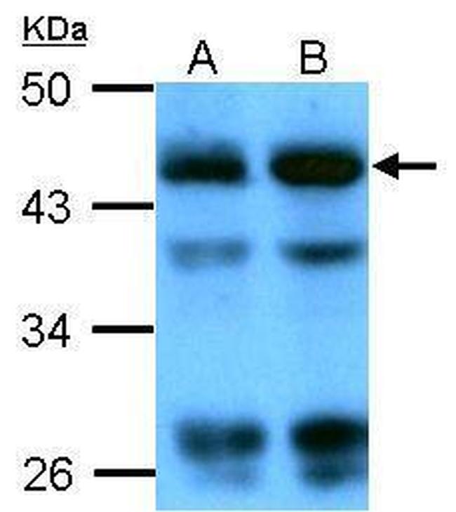 beta Actin Antibody in Western Blot (WB)