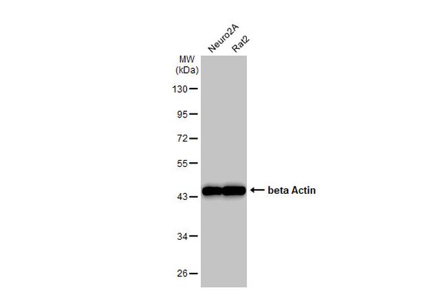 beta Actin Antibody in Western Blot (WB)