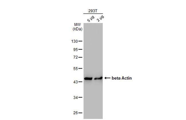 beta Actin Antibody in Western Blot (WB)