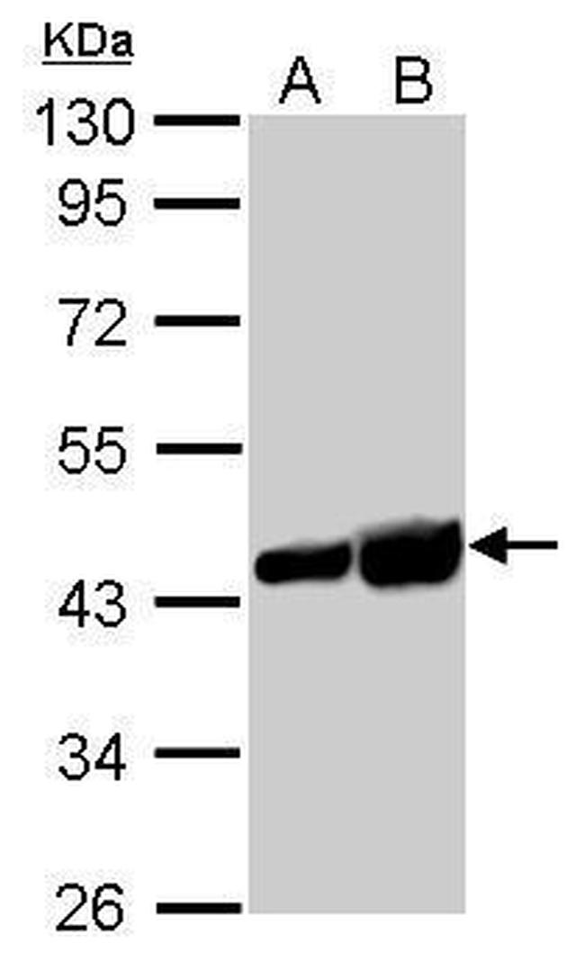 beta Actin Antibody in Western Blot (WB)