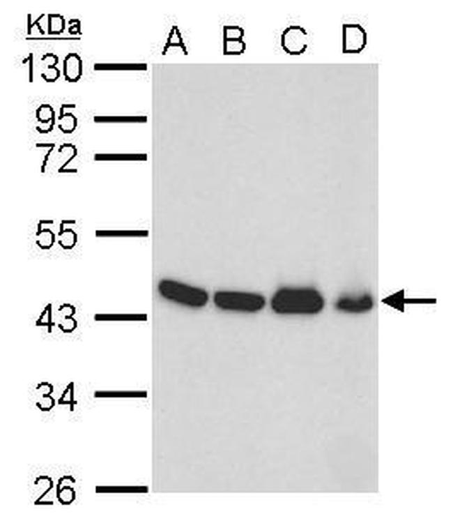 beta Actin Antibody in Western Blot (WB)