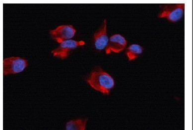 beta Actin Antibody in Immunocytochemistry (ICC/IF)