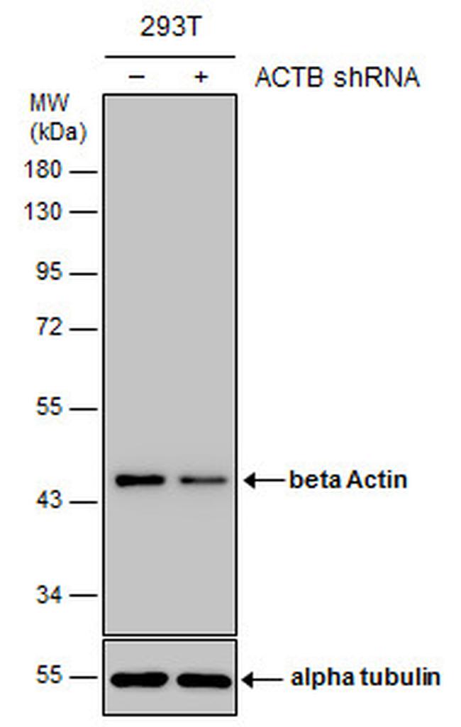 beta Actin Antibody in Western Blot (WB)