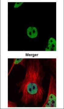 HDAC2 Antibody in Immunocytochemistry (ICC/IF)