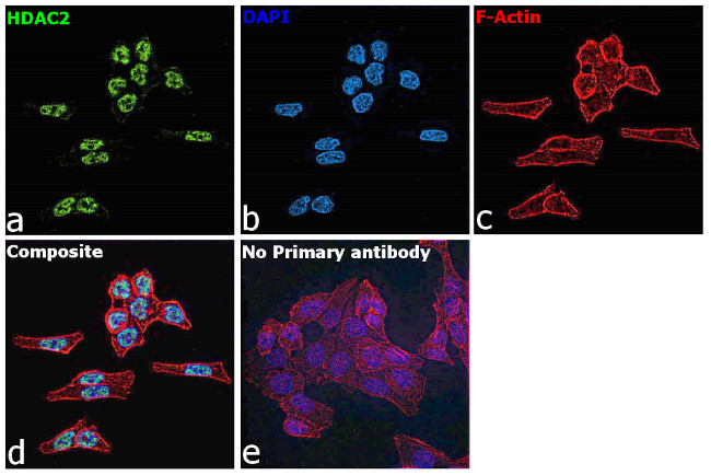 HDAC2 Antibody in Immunocytochemistry (ICC/IF)