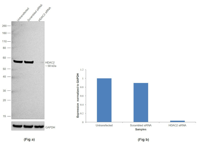 HDAC2 Antibody