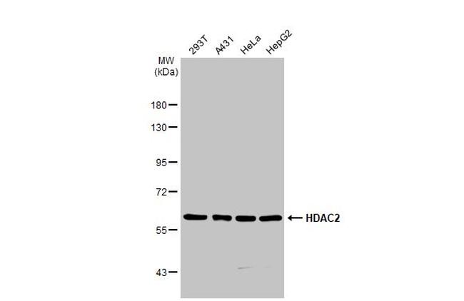 HDAC2 Antibody in Western Blot (WB)