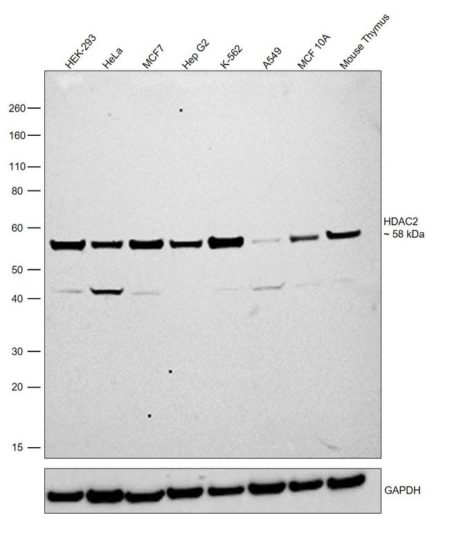 HDAC2 Antibody in Western Blot (WB)