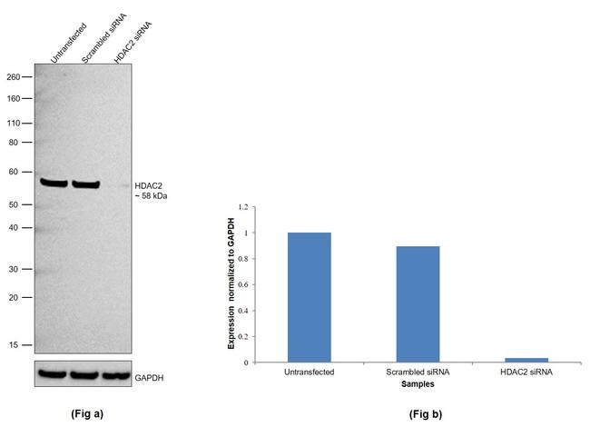 HDAC2 Antibody in Western Blot (WB)