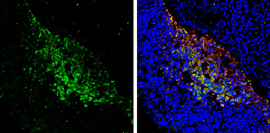 PGP9.5 Antibody in Immunohistochemistry (Frozen) (IHC (F))