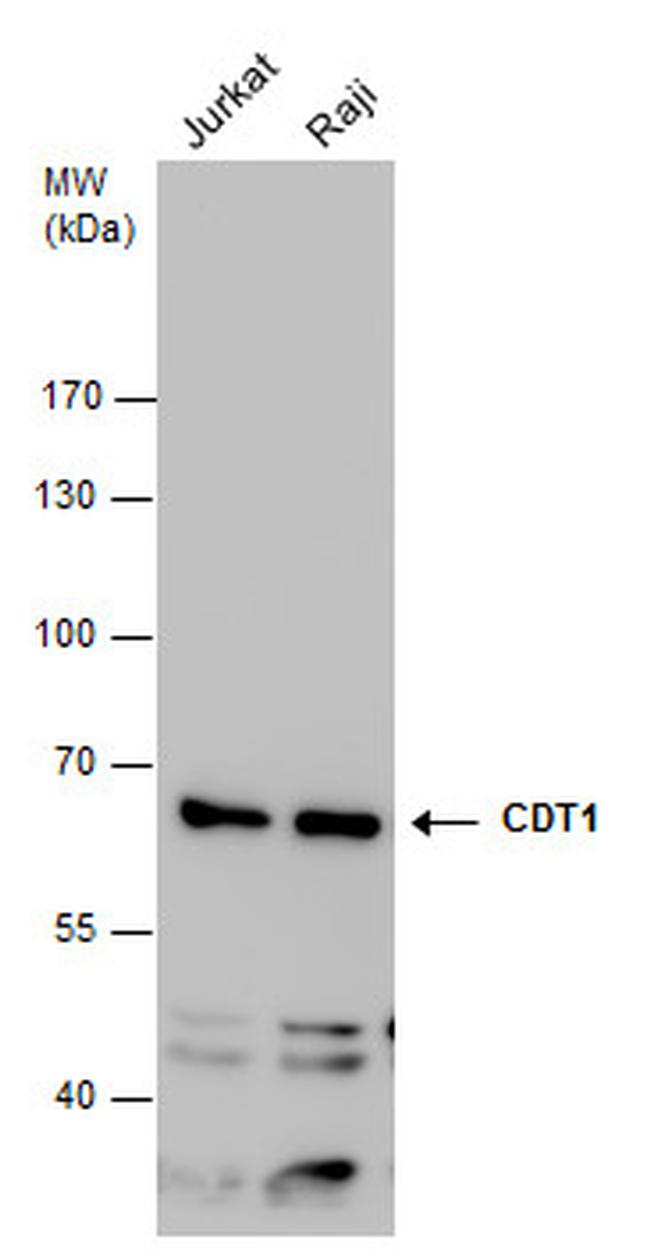 CDT1 Antibody in Western Blot (WB)