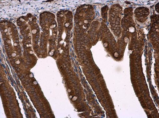 NPR3 Antibody in Immunohistochemistry (Paraffin) (IHC (P))