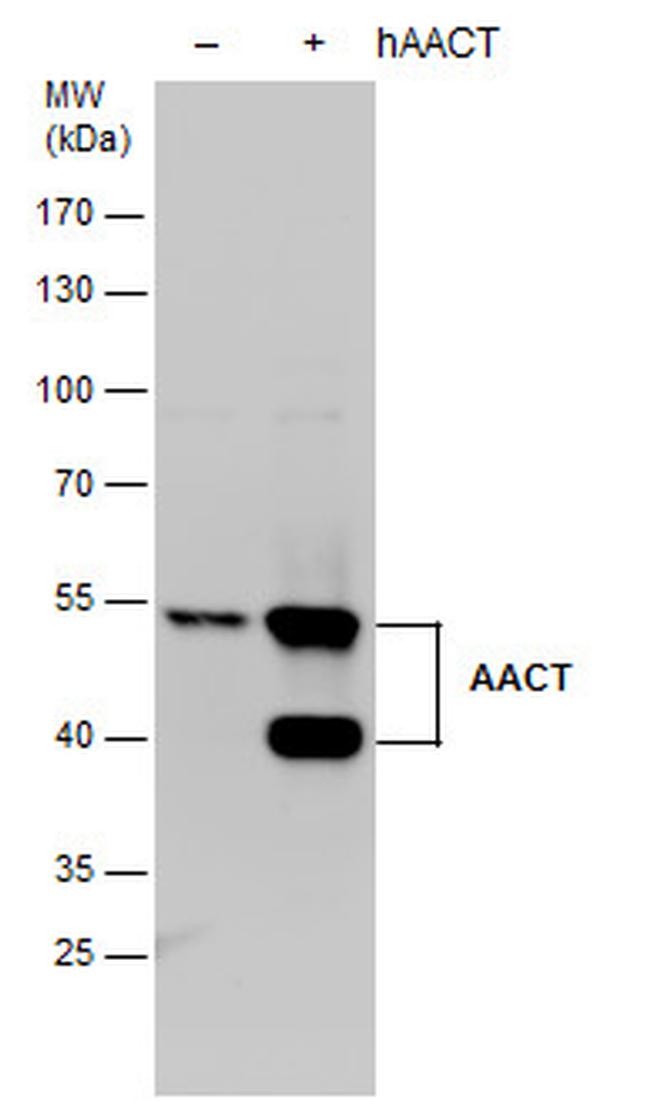 SERPINA3 Antibody in Western Blot (WB)