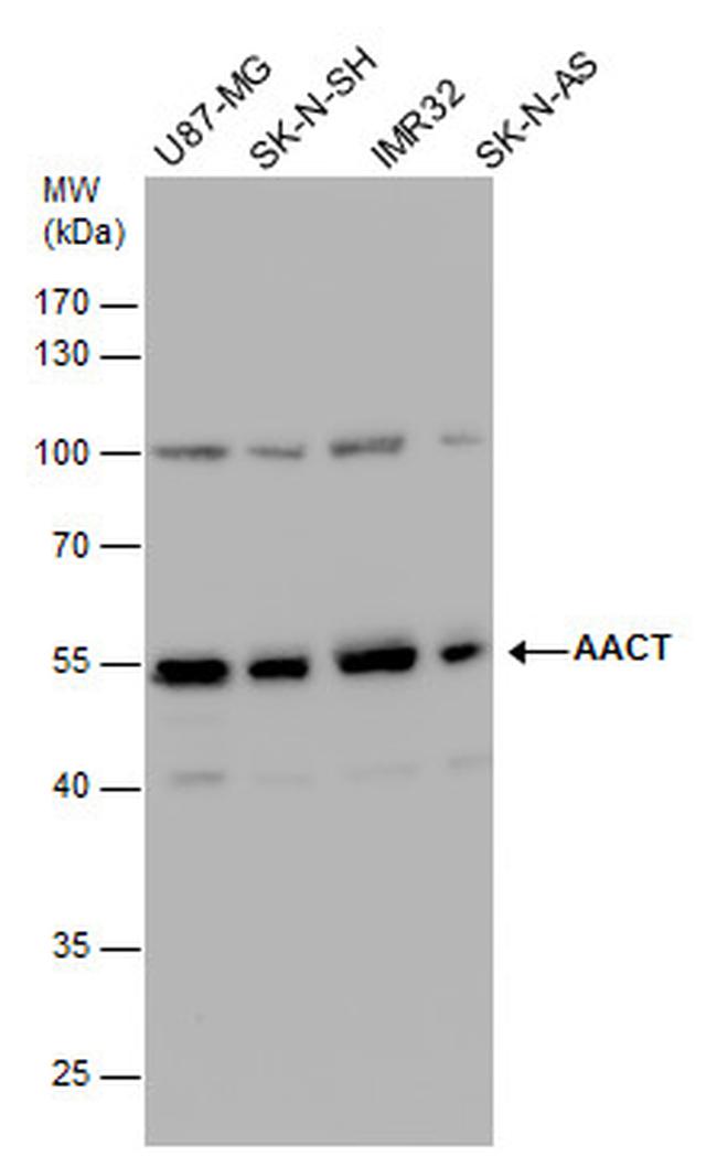 SERPINA3 Antibody in Western Blot (WB)