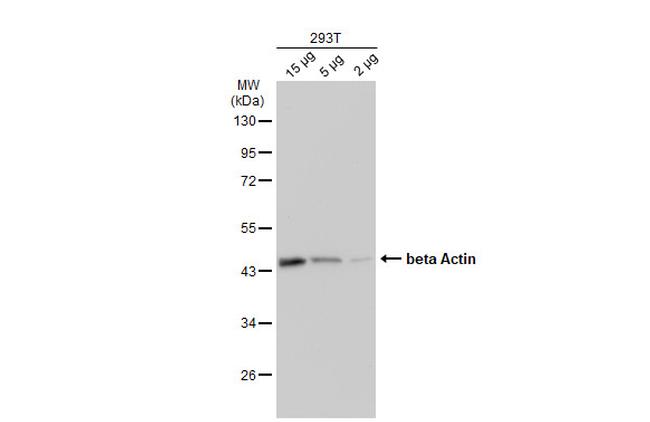 beta Actin Antibody in Western Blot (WB)