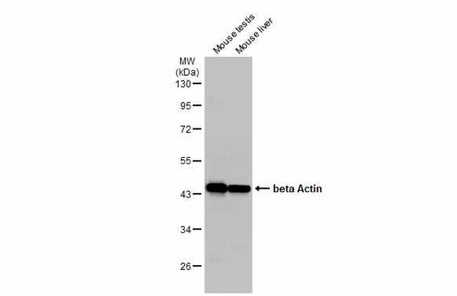 beta Actin Antibody in Western Blot (WB)