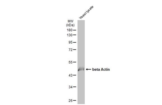 beta Actin Antibody in Western Blot (WB)