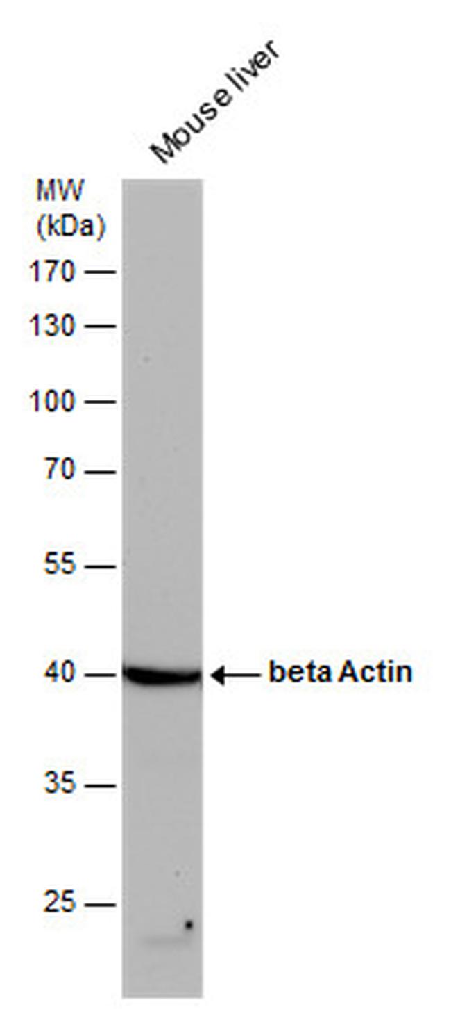 beta Actin Antibody in Western Blot (WB)