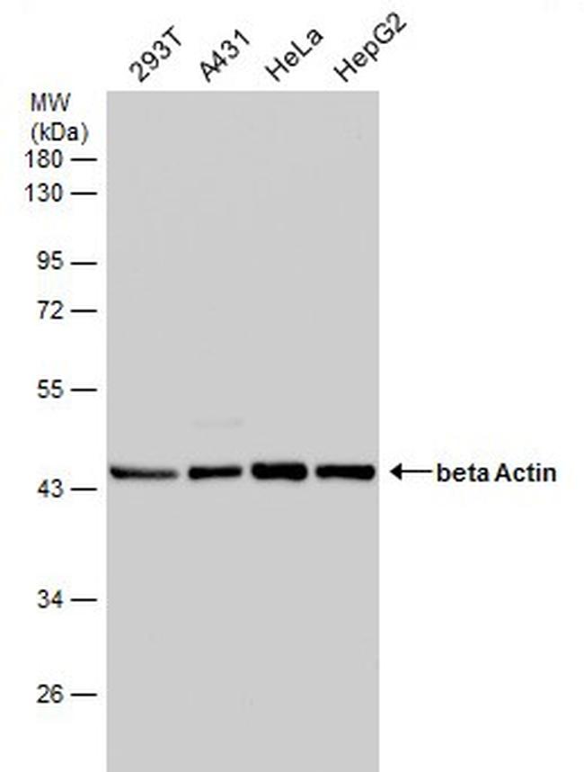 beta Actin Antibody in Western Blot (WB)