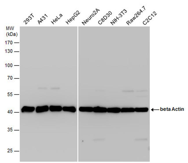 beta Actin Antibody in Western Blot (WB)