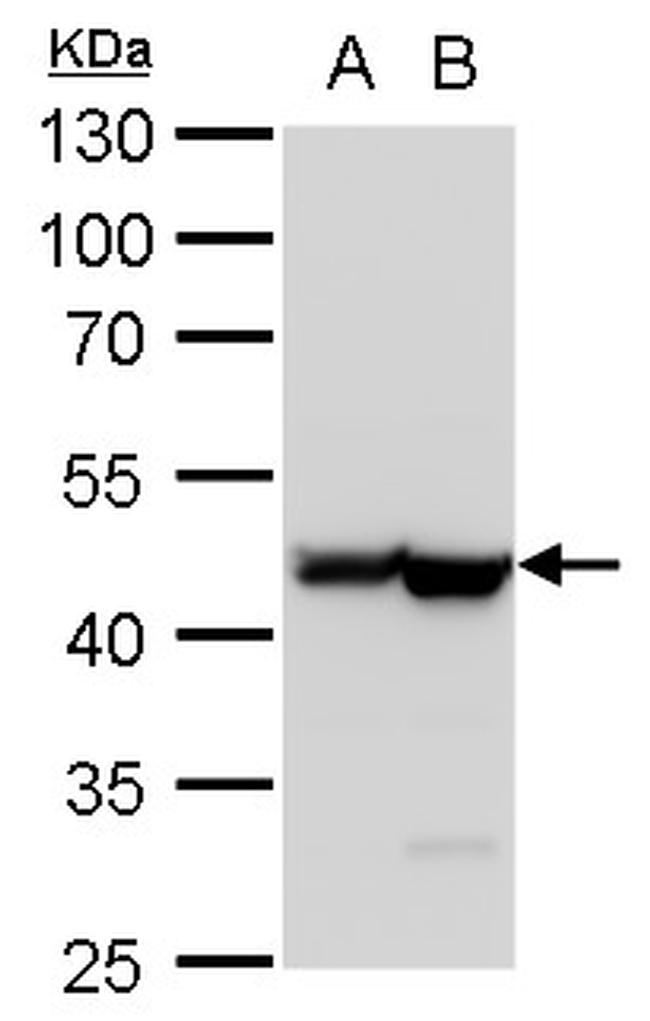 beta Actin Antibody in Western Blot (WB)