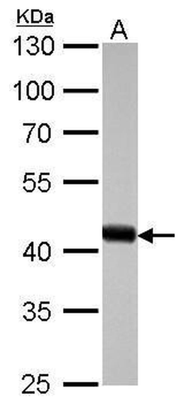 beta Actin Antibody in Western Blot (WB)