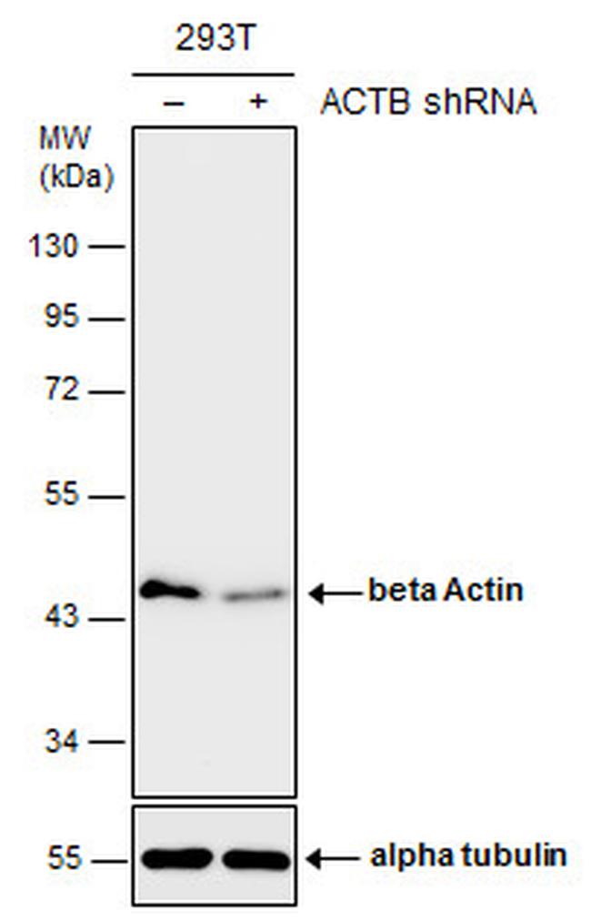 beta Actin Antibody in Western Blot (WB)