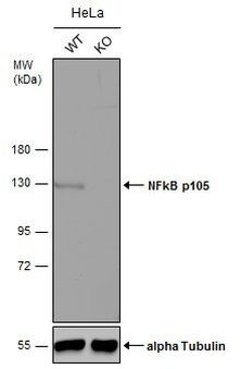 NFkB p105 Antibody