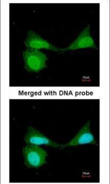 NFkB p105 Antibody in Immunocytochemistry (ICC/IF)