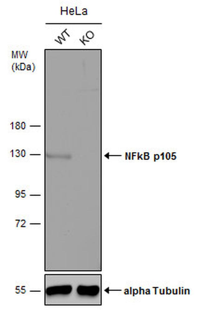 NFkB p105 Antibody in Western Blot (WB)