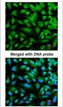 STAT3 Antibody in Immunocytochemistry (ICC/IF)