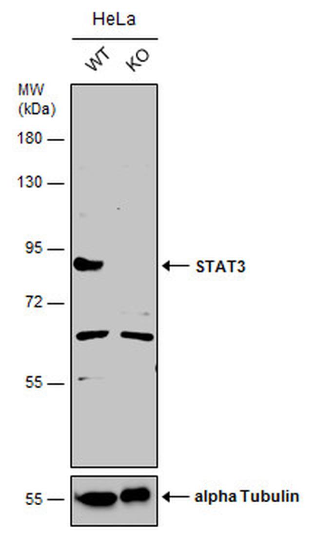 STAT3 Antibody in Western Blot (WB)