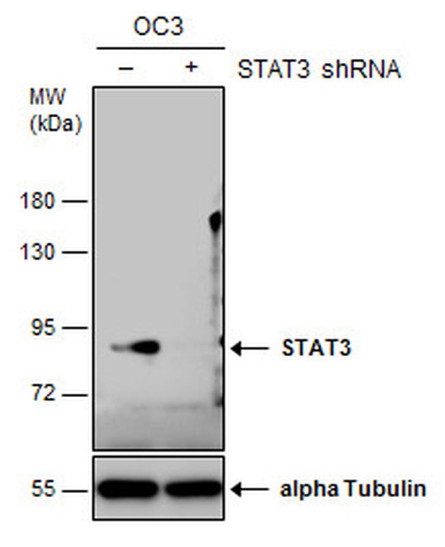 STAT3 Antibody in Western Blot (WB)