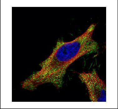 SMAD2 Antibody in Immunocytochemistry (ICC/IF)