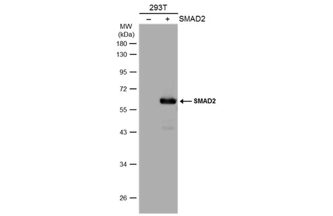 SMAD2 Antibody in Western Blot (WB)