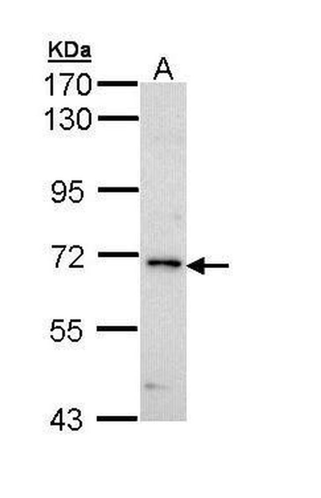 IRAK1 Antibody in Western Blot (WB)