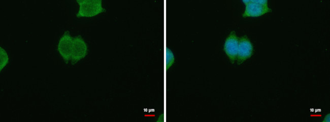 PSKH1 Antibody in Immunocytochemistry (ICC/IF)