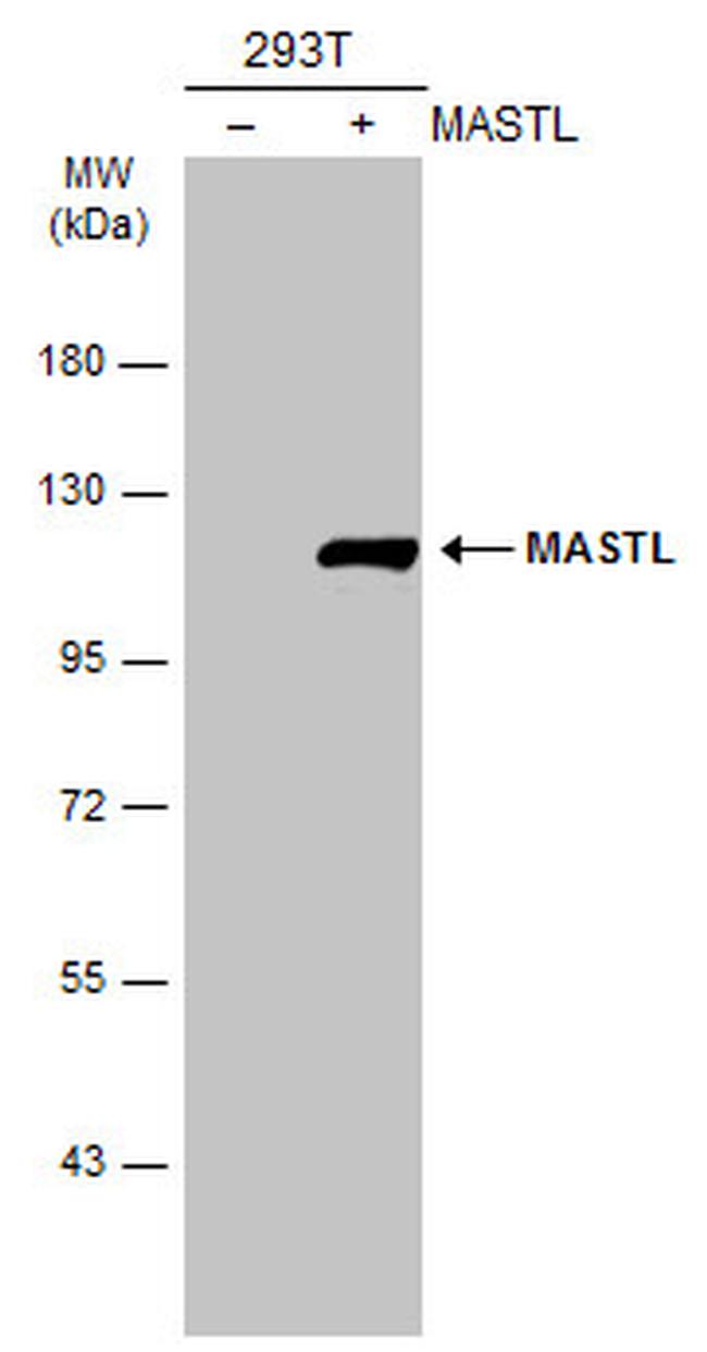 MASTL Antibody in Western Blot (WB)