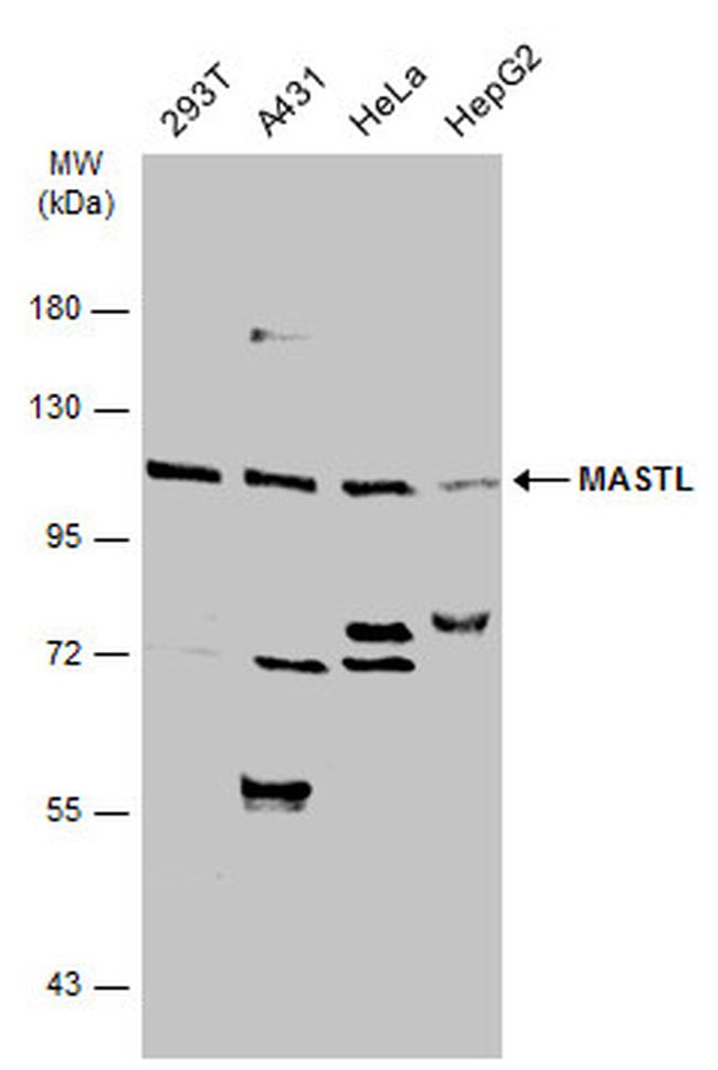 MASTL Antibody in Western Blot (WB)