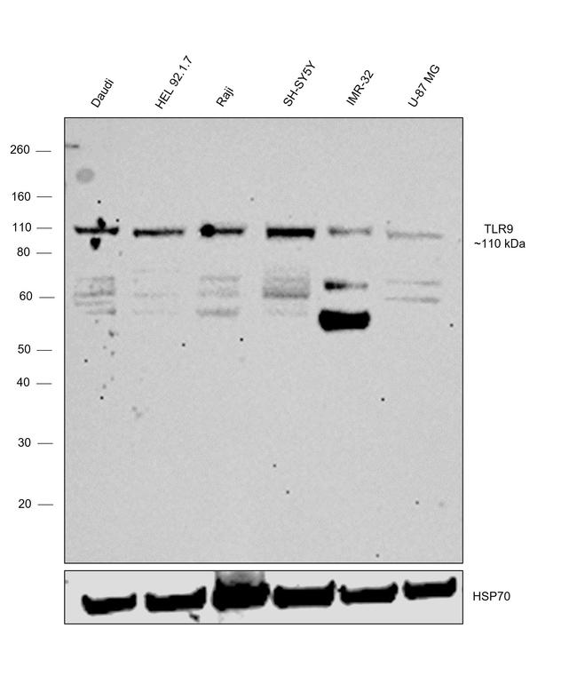 TLR9 Antibody in Western Blot (WB)